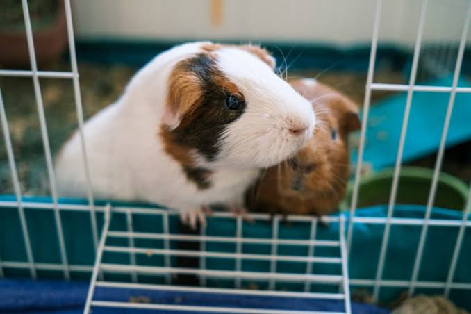 Pocket Pets